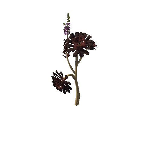 Flower_Aeonium Black Rose4 1